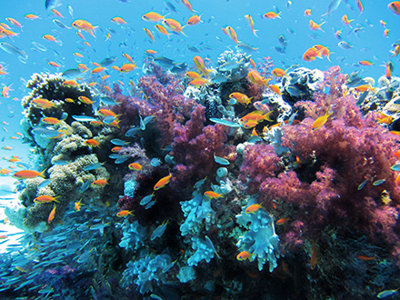Taman laut terumbu karang