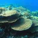 Terumbu karang yang indah